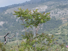 Ailanthus altissima