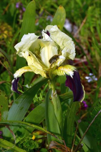 Iris pseudopumila