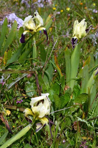 Iris pseudopumila, photograph 2