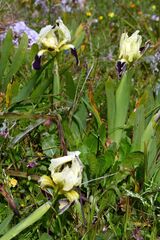 Iris pseudopumila, photograph (c) Gary Yong Gee, some rights reserved (CC BY)
