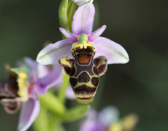 Ophrys scolopax