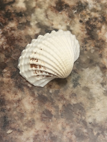 Tegillarca granosa observed 2026-08-15