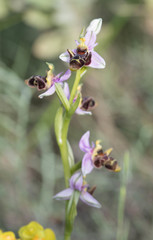 Ophrys scolopax