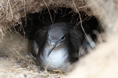Puffinus pacificus observed 2026-08-15