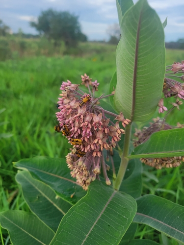 common milkweed