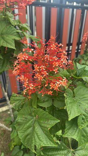 Pagoda Flower
