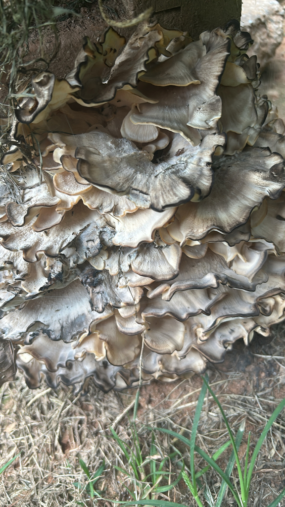 Black-staining Polypore · August 2026 · photo: Photo: (c) caher001, some rights reserved (CC BY) · iNaturalist