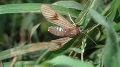 Saurita