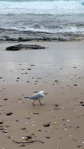 Silver Gull