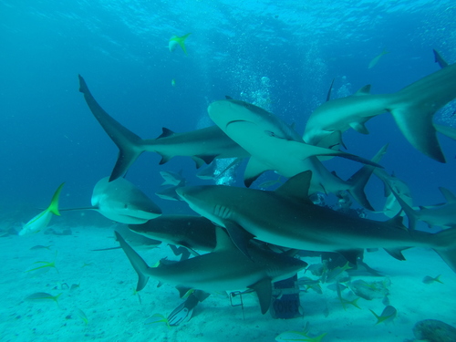 Caribbean Reef Shark, photo 6 of 8