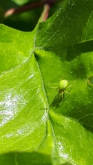 Araniella cucurbitina