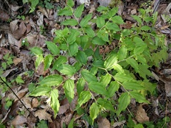 Prosartes lanuginosa