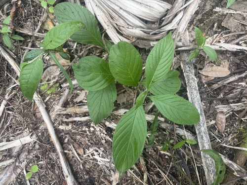 Heliotropium verdcourtii, 2026-08-04