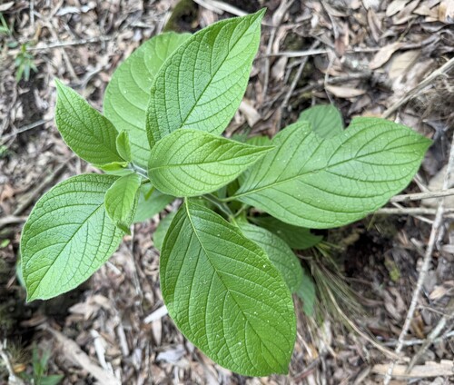 Heliotropium verdcourtii, 2026-08-04