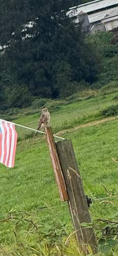 American Kestrel