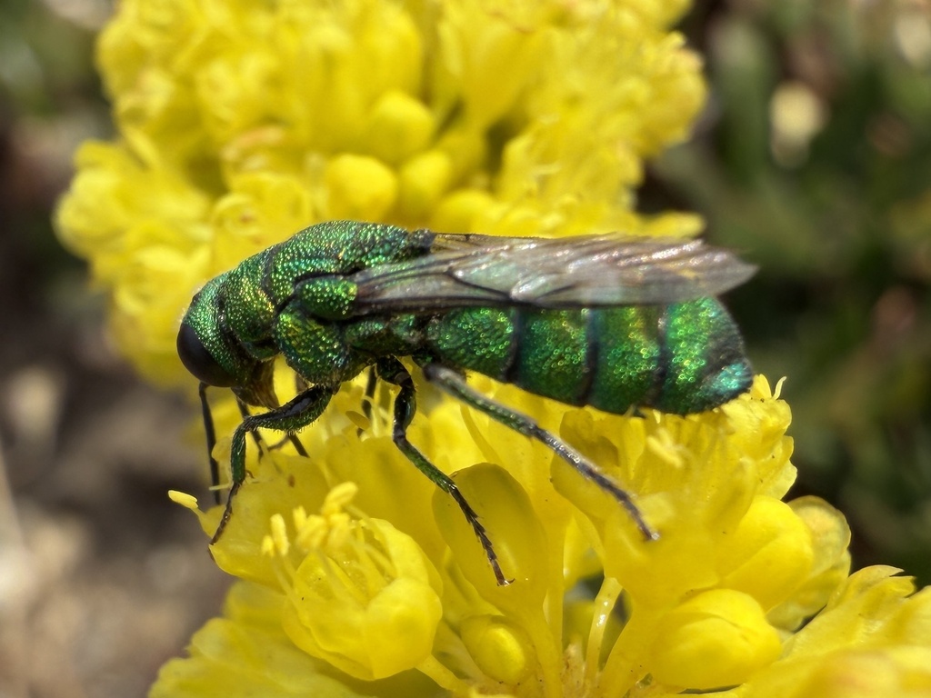 Parnopes edwardsii