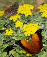 Doleschallia bisaltide australis