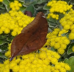 Doleschallia bisaltide australis