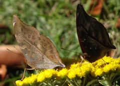 Doleschallia bisaltide australis