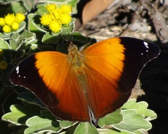 Doleschallia bisaltide australis