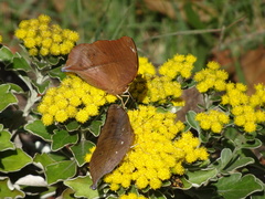 Doleschallia bisaltide australis