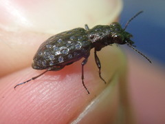Elaphrus cupreus
