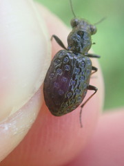 Elaphrus cupreus