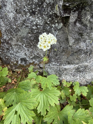 Boykinia major, photograph 6