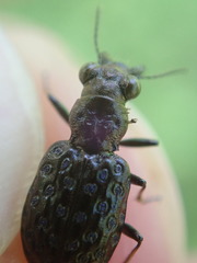 Elaphrus cupreus
