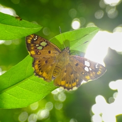 Coladenia indrani