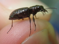 Elaphrus cupreus