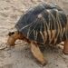 Radiated Tortoise - Photo (c) Josip Skejo, some rights reserved (CC BY), uploaded by Josip Skejo