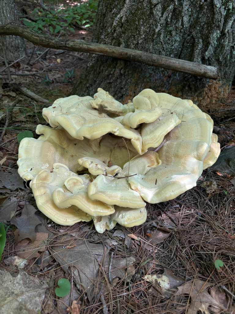 Berkeley's Polypore · August 2026 · photo: Photo: (c) delognut, some rights reserved (CC BY) · iNaturalist