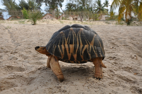 Radiated Tortoise
