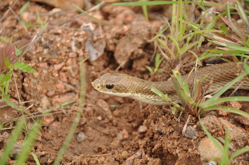 Photo of a Blonde Hognose Snake (Leioheterodon modestus)