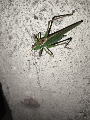 Great Green Bush-cricket