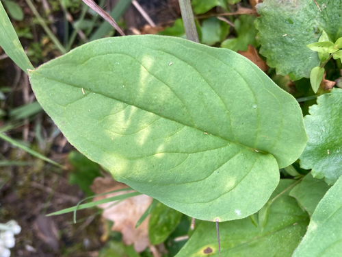 Mertensia ciliata, photograph 5