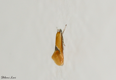 Batia lunaris