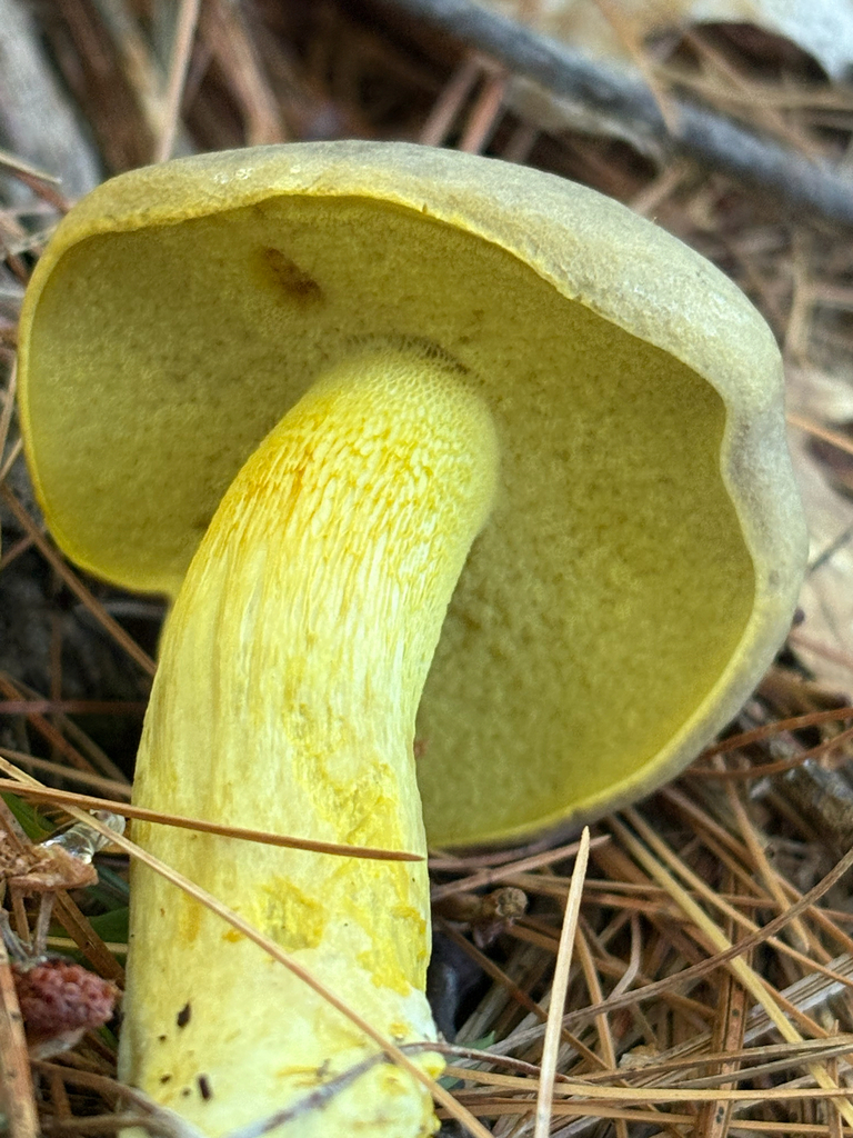 Ornate-stalked bolete · August 2026 · photo: Photo: (c) delognut, some rights reserved (CC BY) · iNaturalist