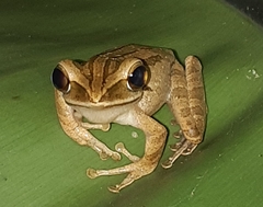 Polypedates leucomystax