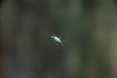 Phyllobius maculicornis