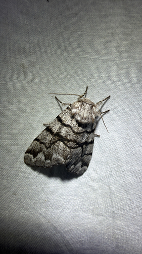 Eastern Panthea Moth