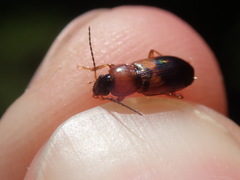 Stenolophus teutonus