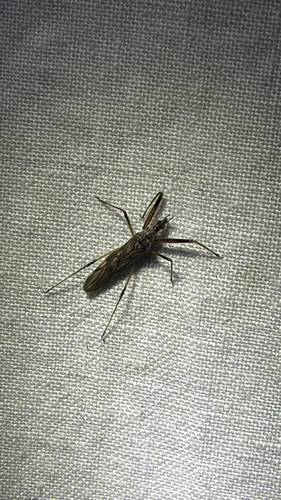 Metatropiphorus belfragii