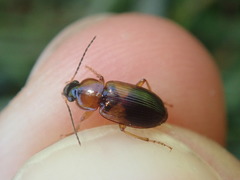 Stenolophus teutonus