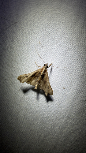 Faint-spotted Palthis Moth