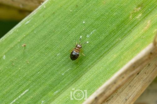 Neodusmetia sangwani, 2026-08-15