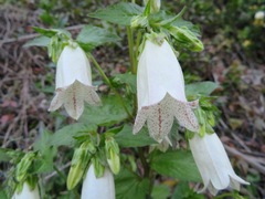 Campanula punctata punctata