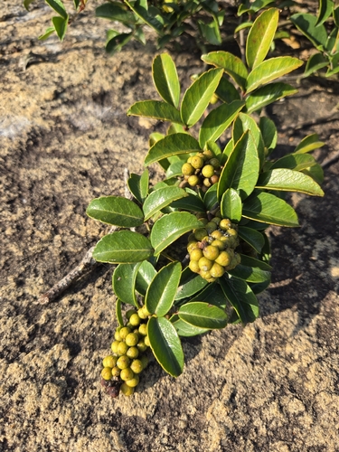 Zanthoxylum nitidum, photograph 6