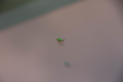 Phyllobius maculicornis